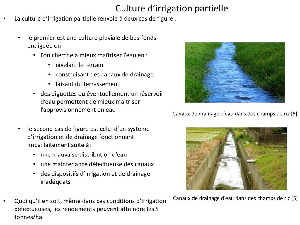 Culture d’irrigation partielle