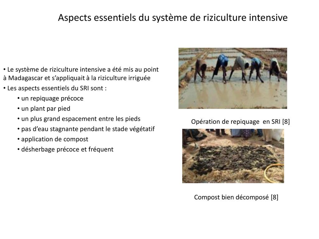 Aspects essentiels du système de riziculture intensive