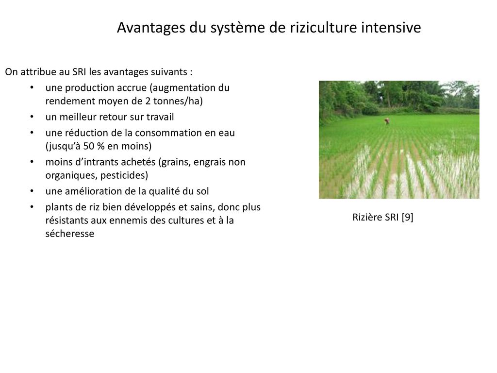 Avantages du système de riziculture intensive