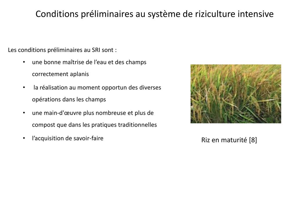 Conditions préliminaires au système de riziculture intensive