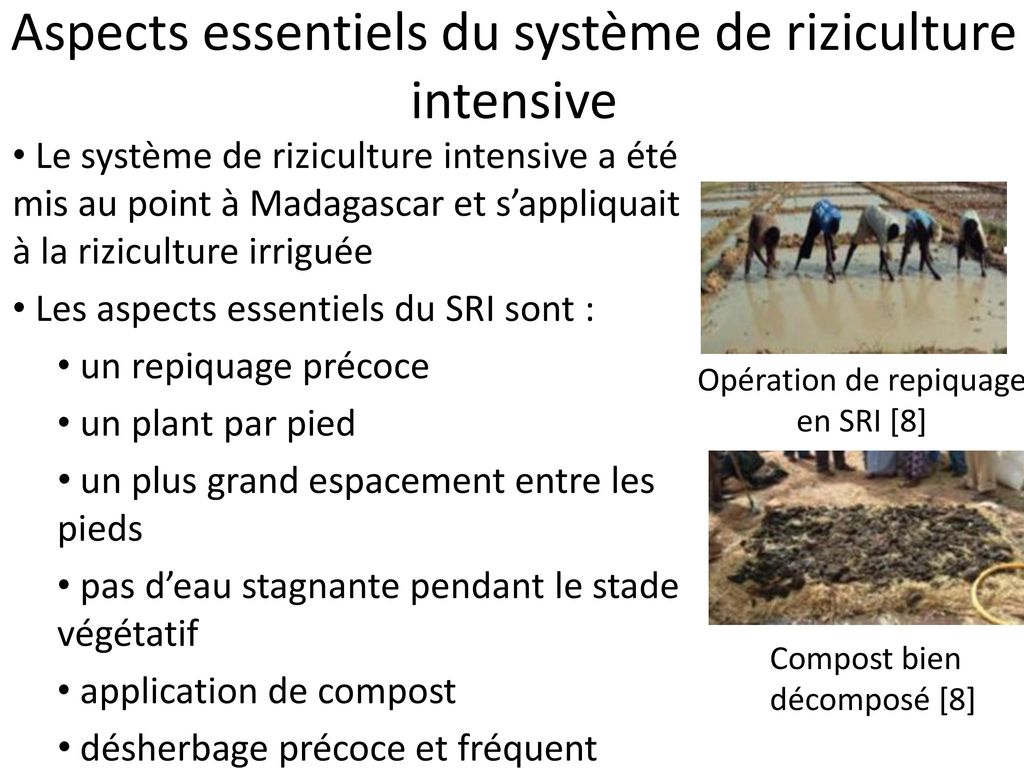 Aspects essentiels du système de riziculture intensive