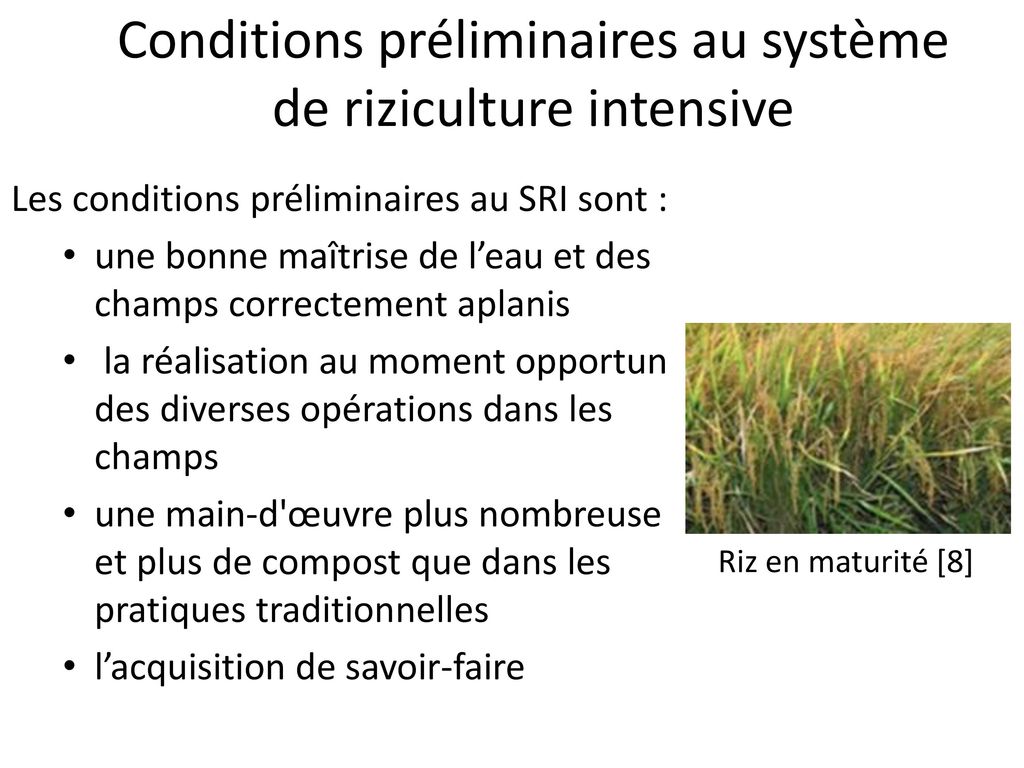 Conditions préliminaires au système de riziculture intensive