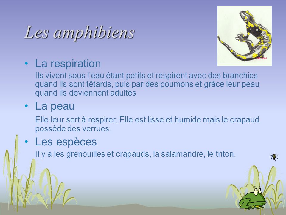 Les amphibiens La respiration La peau Les espèces