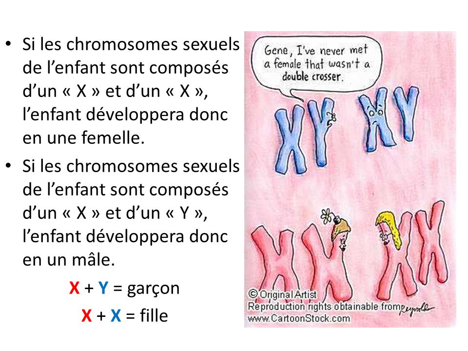 Si les chromosomes sexuels de l’enfant sont composés d’un « X » et d’un « X », l’enfant développera donc en une femelle.