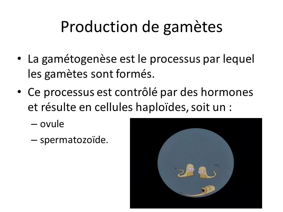 Production de gamètes La gamétogenèse est le processus par lequel les gamètes sont formés.