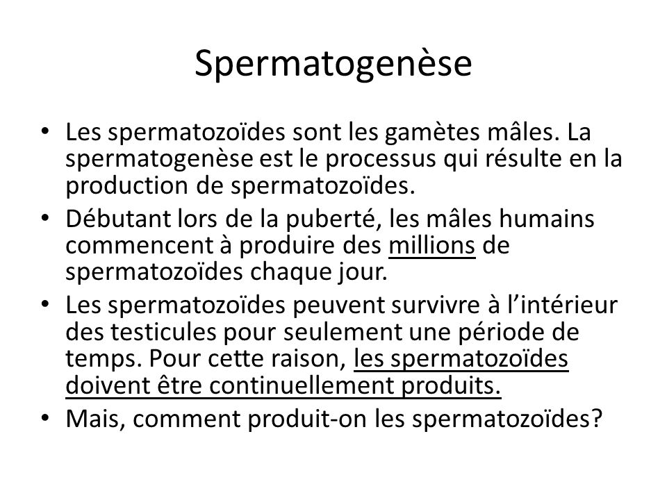 Spermatogenèse Les spermatozoïdes sont les gamètes mâles. La spermatogenèse est le processus qui résulte en la production de spermatozoïdes.