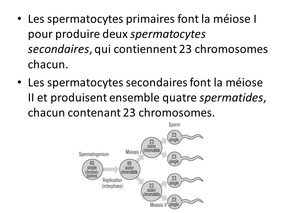 Les spermatocytes primaires font la méiose I pour produire deux spermatocytes secondaires, qui contiennent 23 chromosomes chacun.