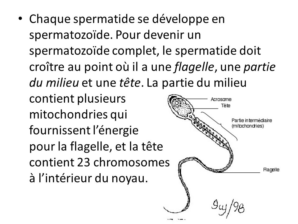 Chaque spermatide se développe en spermatozoïde