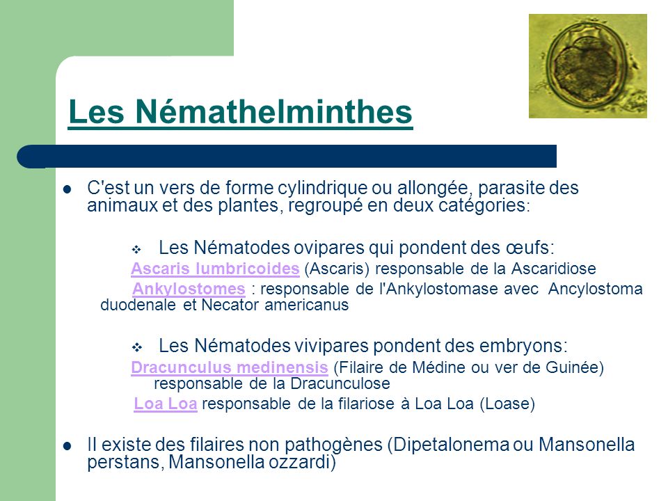 Les nemathelminthes ppt Protozoa helminták fajai