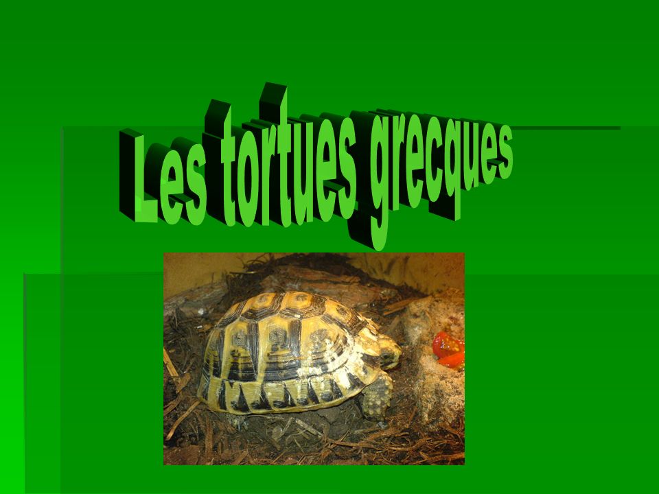 Les tortues grecques