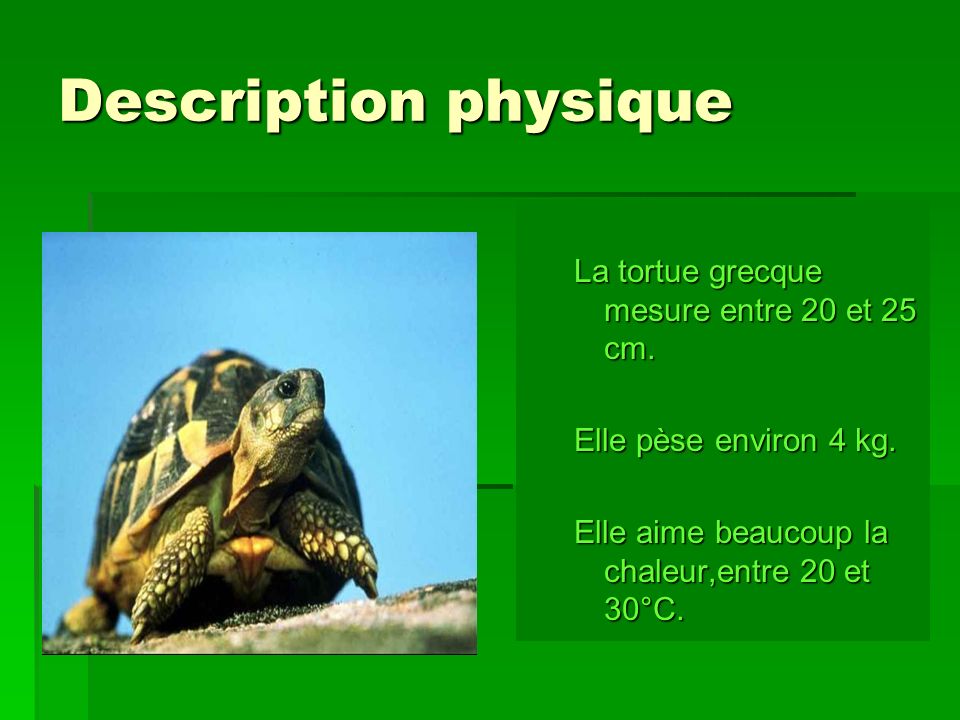 Description physique La tortue grecque mesure entre 20 et 25 cm.