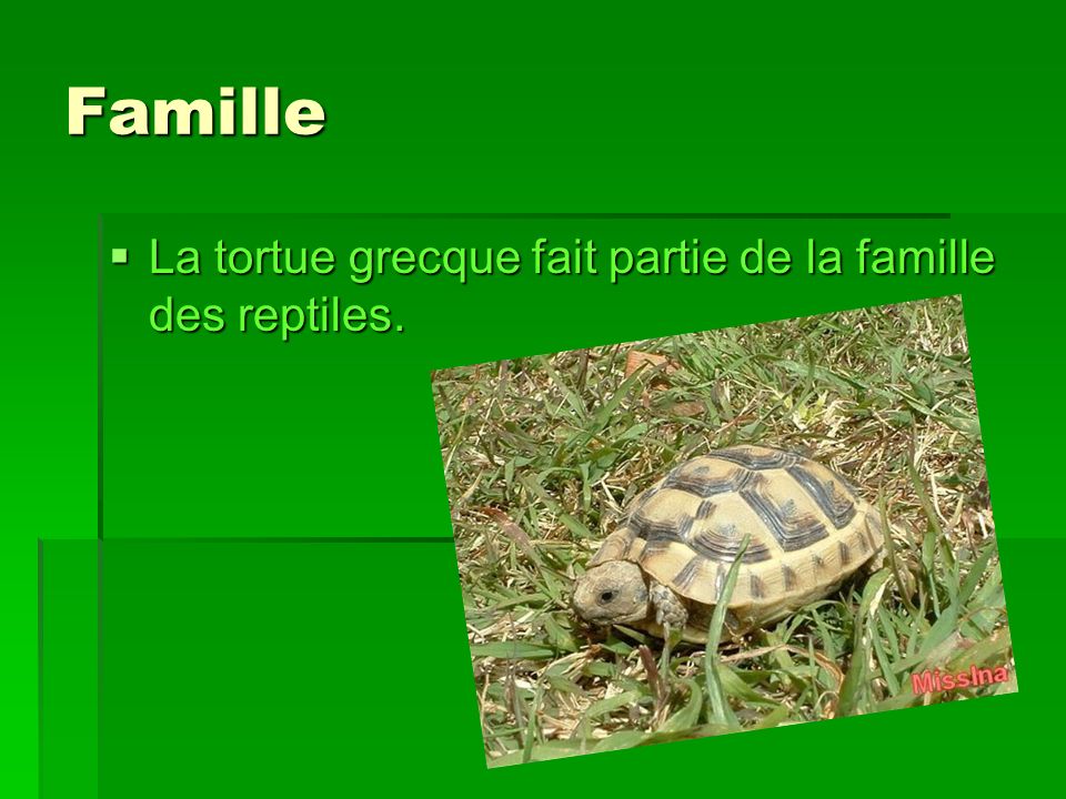 Famille La tortue grecque fait partie de la famille des reptiles.