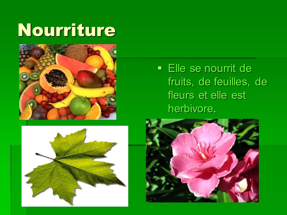 Nourriture Elle se nourrit de fruits, de feuilles, de fleurs et elle est herbivore.