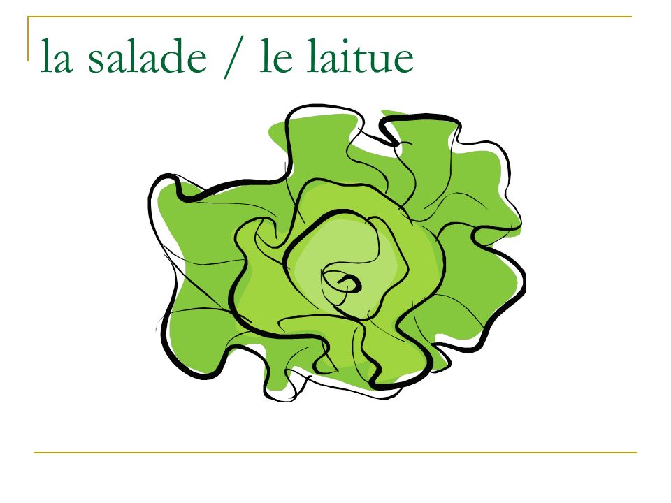 la salade / le laitue