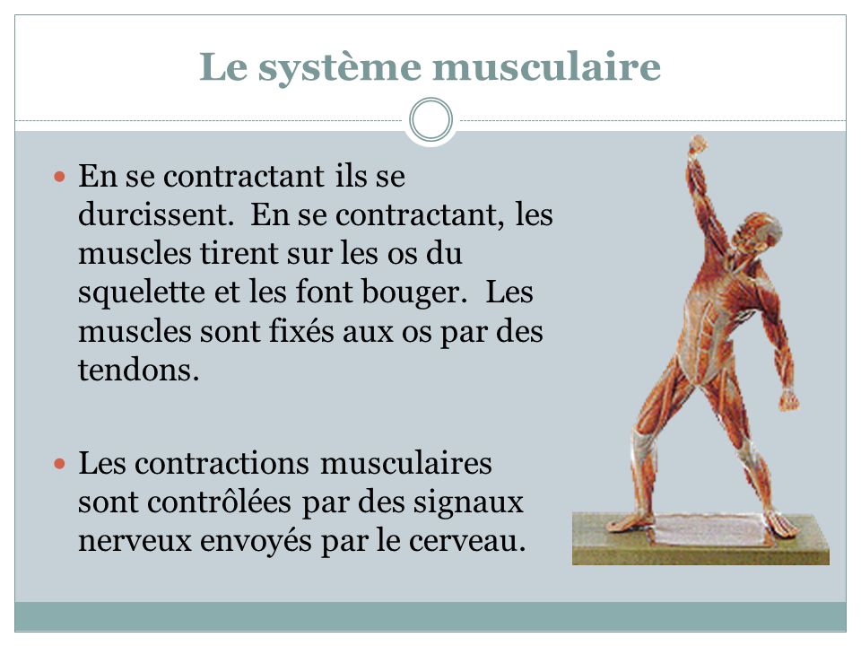 Le système musculaire
