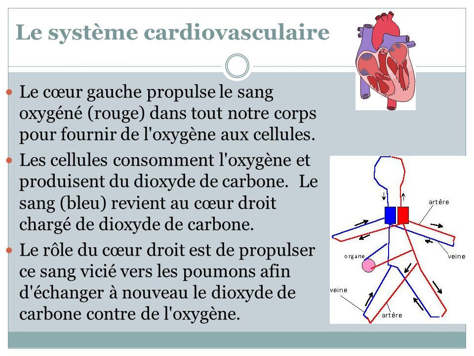 Le système cardiovasculaire