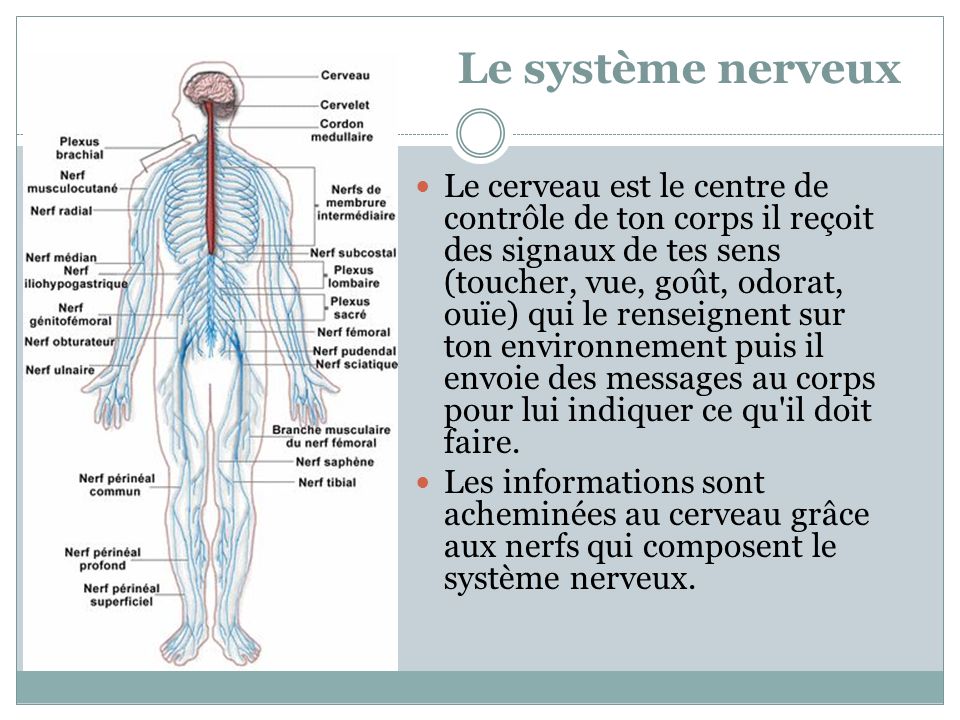 Le système nerveux