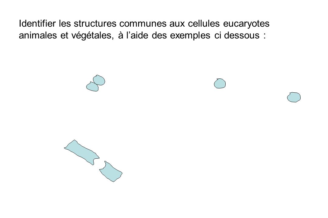 Identifier les structures communes aux cellules eucaryotes
