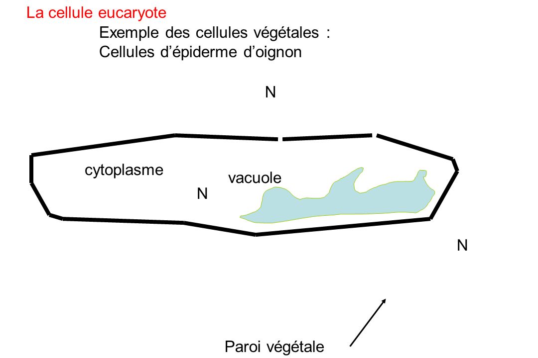 La cellule eucaryote Exemple des cellules végétales : Cellules d’épiderme d’oignon. N. cytoplasme.