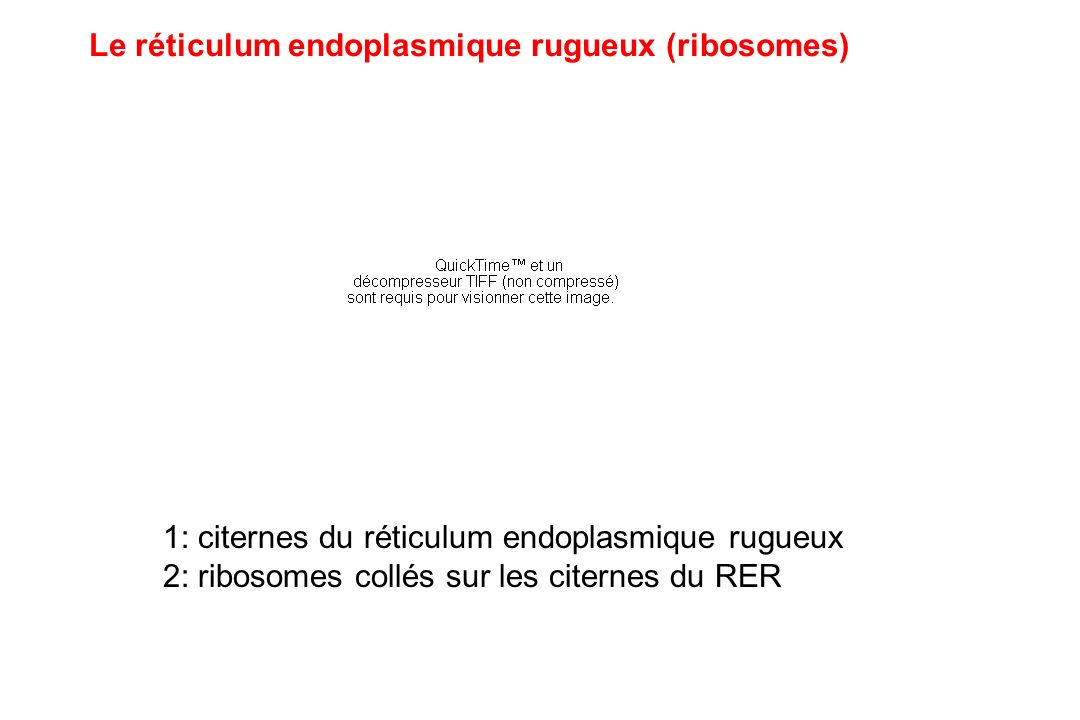 Le réticulum endoplasmique rugueux (ribosomes)