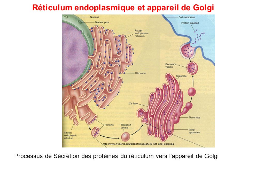 Réticulum endoplasmique et appareil de Golgi