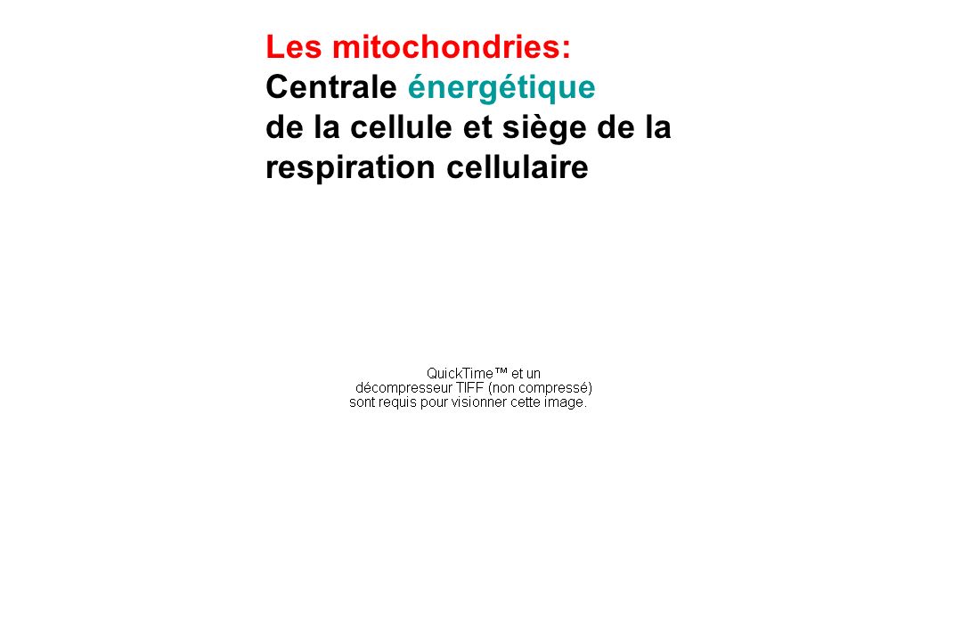 Les mitochondries: Centrale énergétique de la cellule et siège de la respiration cellulaire