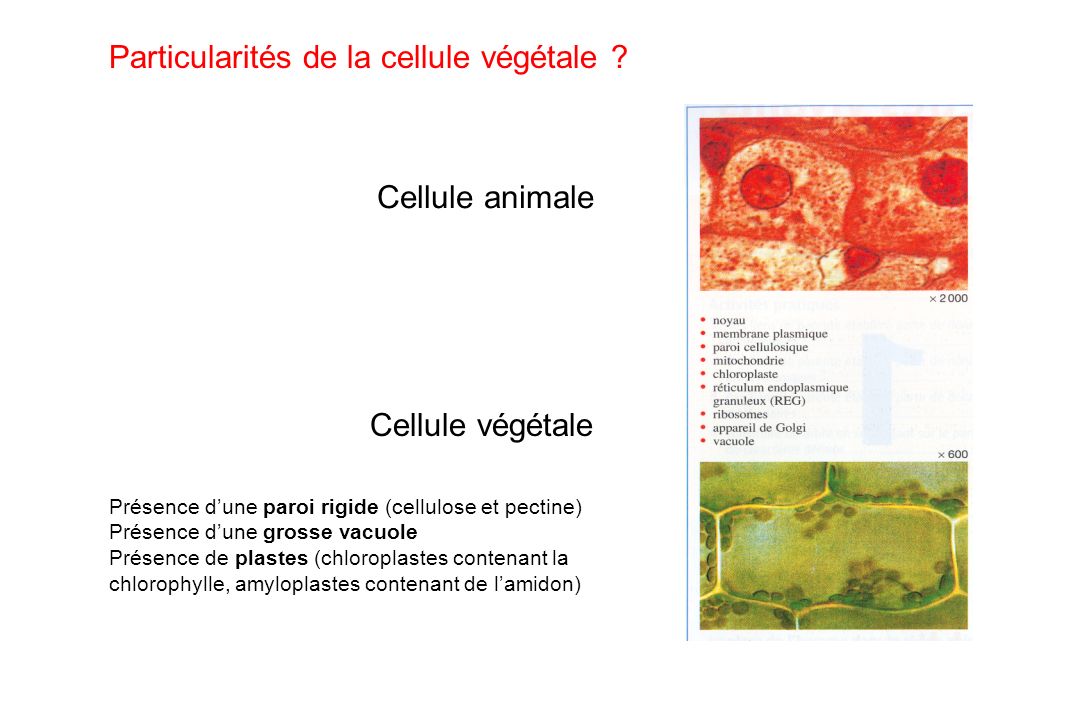 Particularités de la cellule végétale