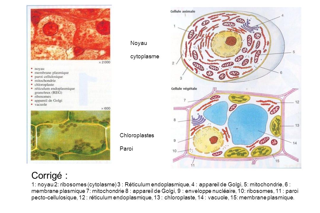 Corrigé : Noyau cytoplasme Chloroplastes Paroi