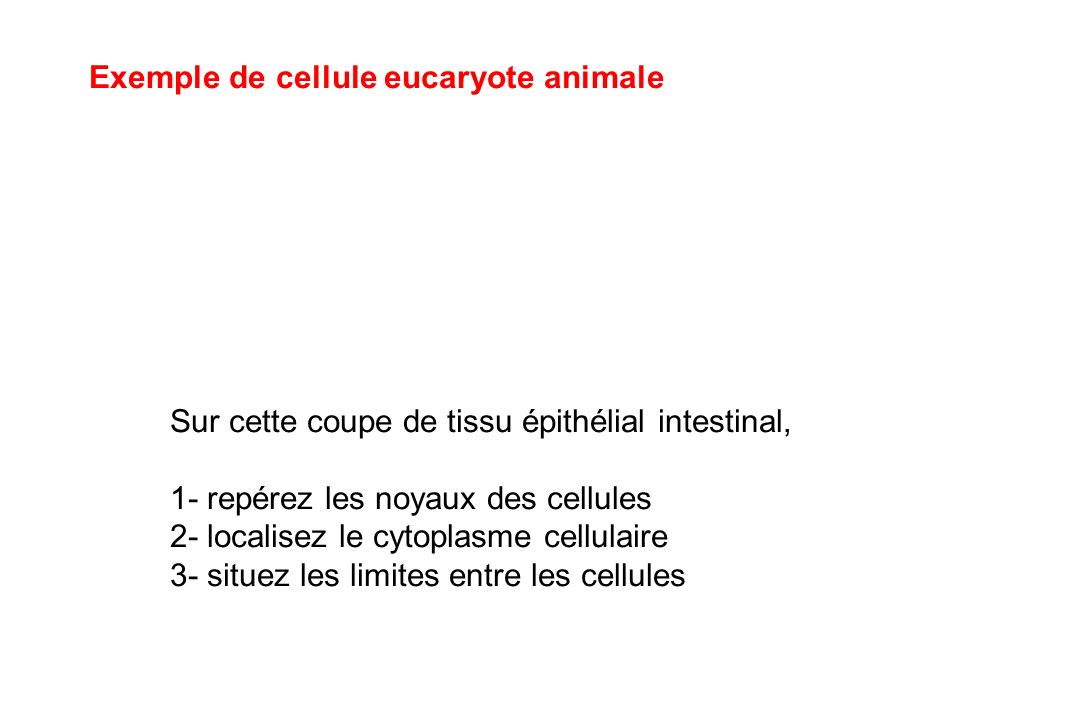 Exemple de cellule eucaryote animale