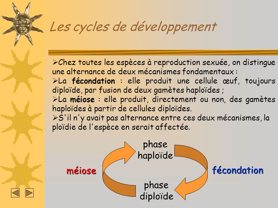 Les cycles de développement