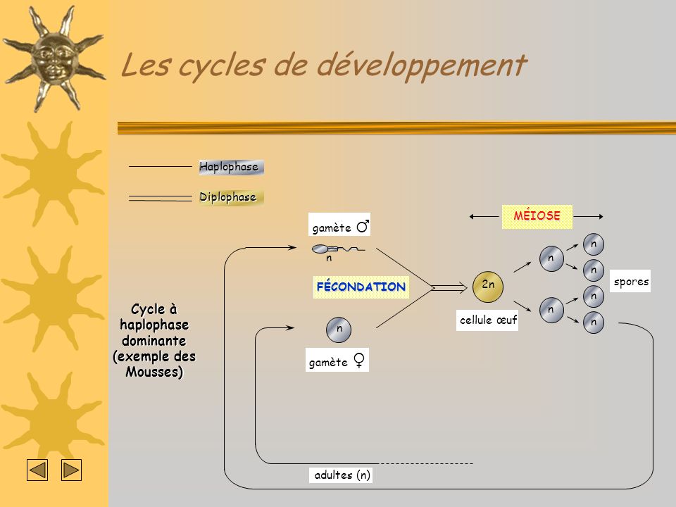 Les cycles de développement