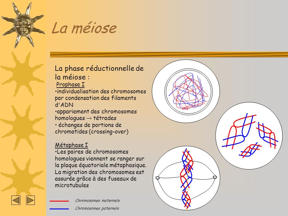 La méiose La phase réductionnelle de la méiose : Prophase I