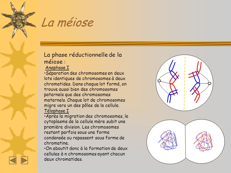 La méiose La phase réductionnelle de la méiose : Anaphase I