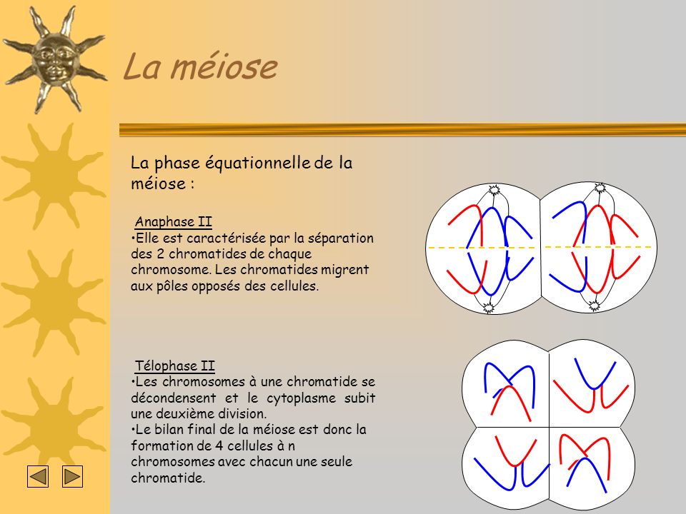 La méiose La phase équationnelle de la méiose : Anaphase II