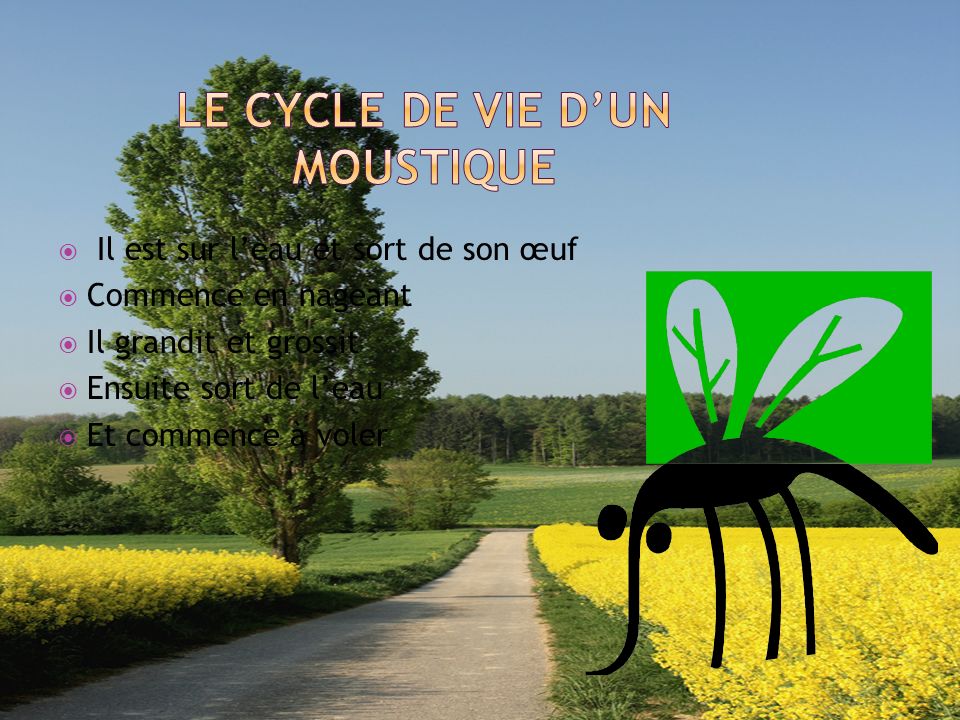 Le cycle de vie d’un moustique