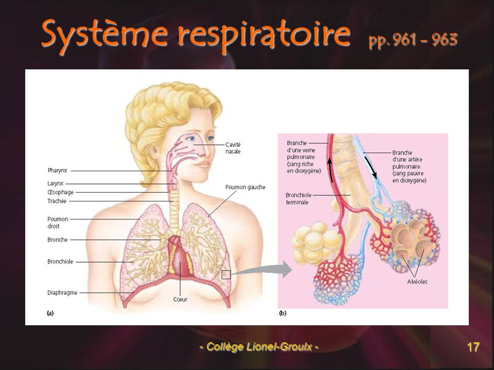 Système respiratoire pp