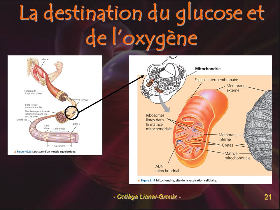 La destination du glucose et de l’oxygène