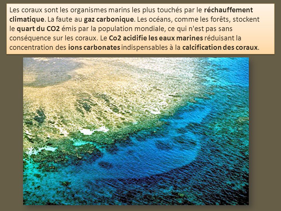 Les coraux sont les organismes marins les plus touchés par le réchauffement climatique.