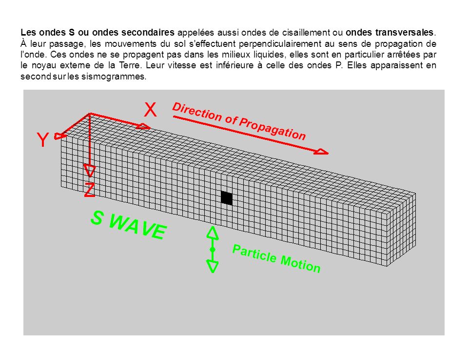 Les ondes S ou ondes secondaires appelées aussi ondes de cisaillement ou ondes transversales.