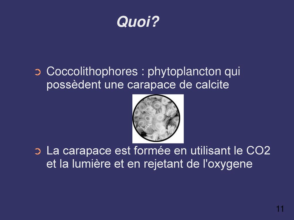 Quoi Coccolithophores : phytoplancton qui possèdent une carapace de calcite.