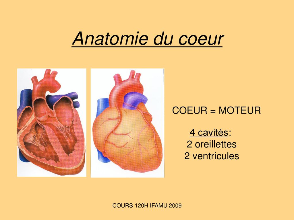 Anatomie du coeur COEUR = MOTEUR 4 cavités: 2 oreillettes