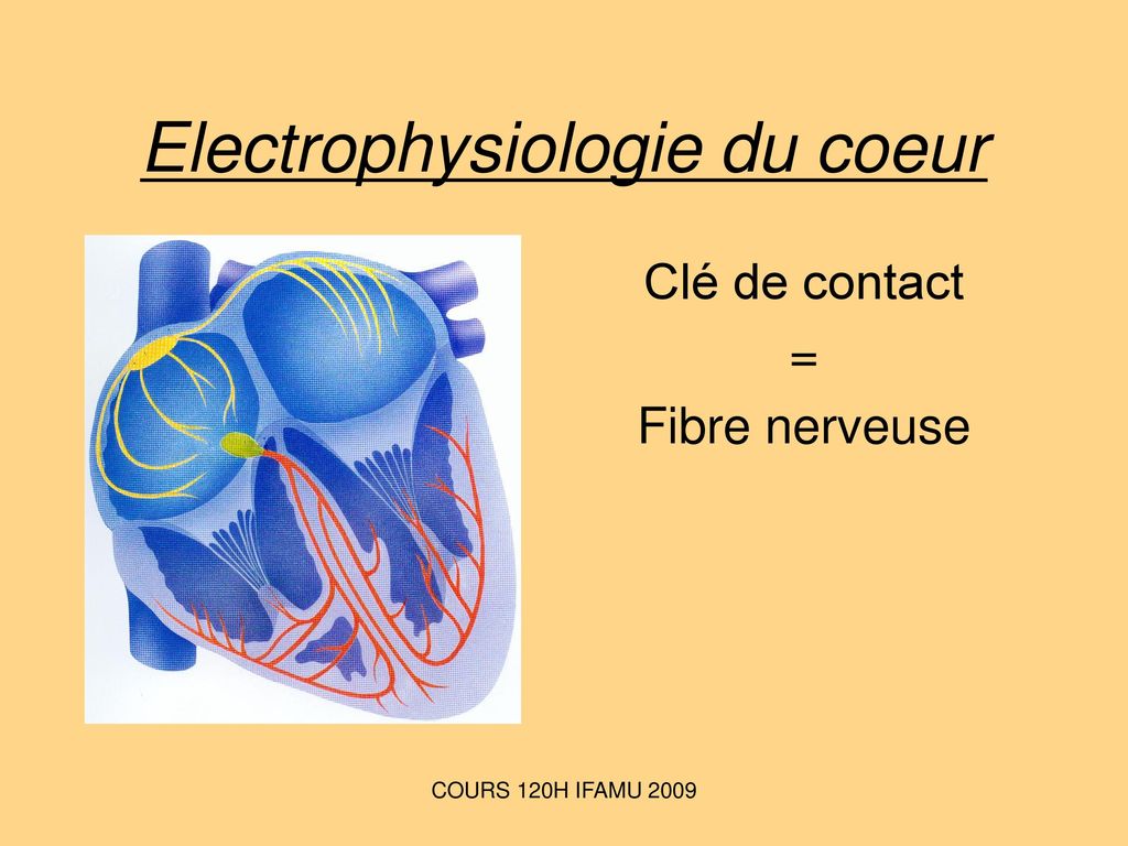 Electrophysiologie du coeur