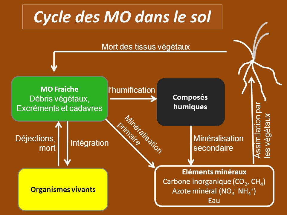 Cycle des MO dans le sol Mort des tissus végétaux MO Fraîche