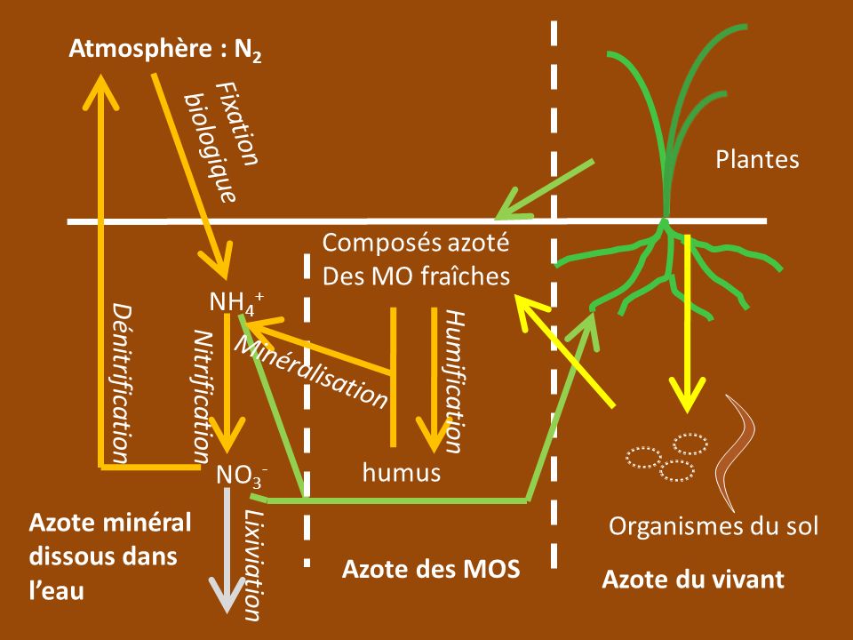Atmosphère : N2 Fixation biologique. Plantes. Composés azoté Des MO fraîches. NH4+ Minéralisation.