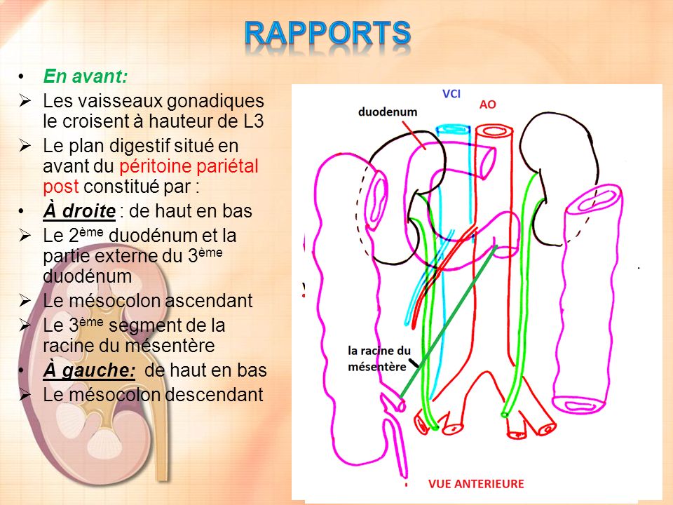 RAPPORTS En avant: Les vaisseaux gonadiques le croisent à hauteur de L3. Le plan digestif situé en avant du péritoine pariétal post constitué par :
