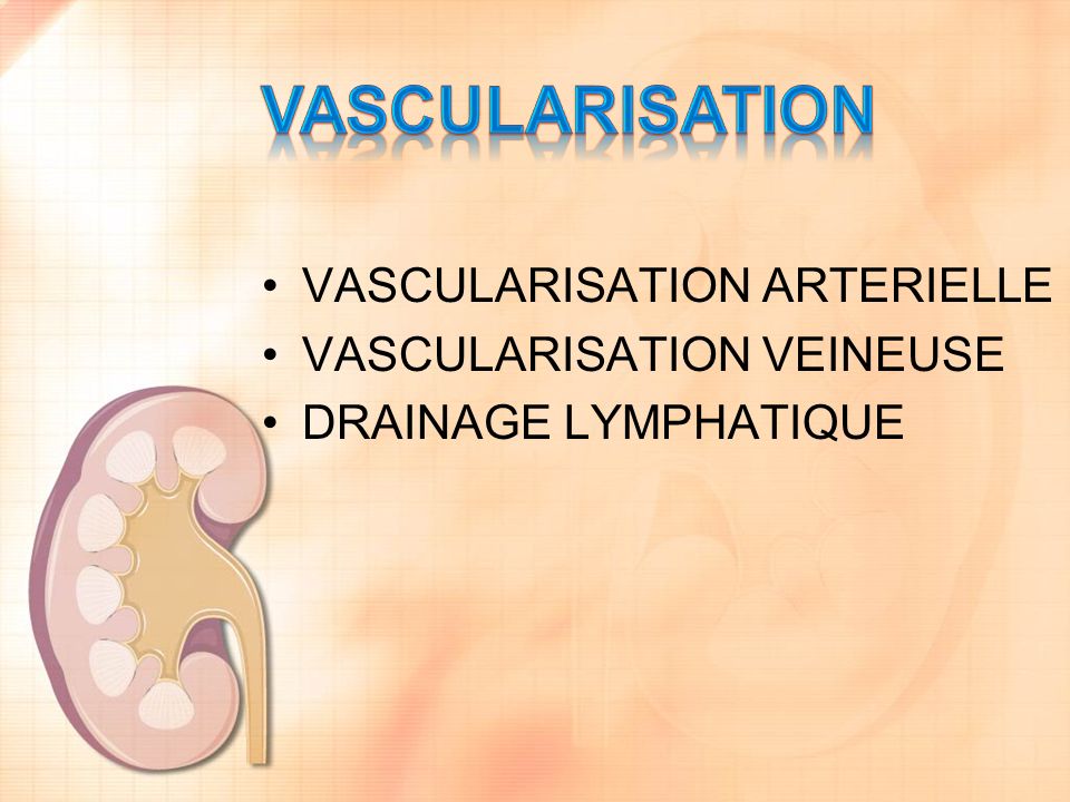 vascularisation VASCULARISATION ARTERIELLE VASCULARISATION VEINEUSE