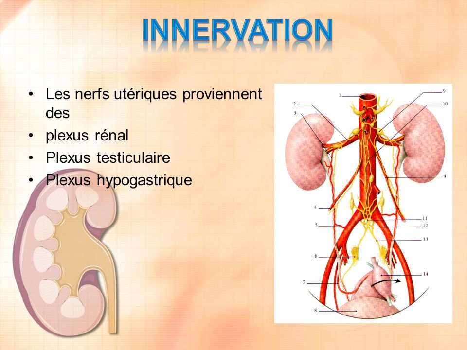INNERVation Les nerfs utériques proviennent des plexus rénal