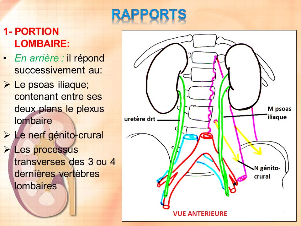 RAPPORTS 1- PORTION LOMBAIRE: