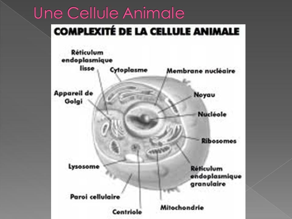 Une Cellule Animale