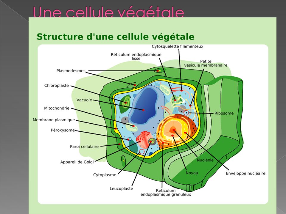 Une cellule végétale